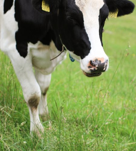 cows-u-milk-02