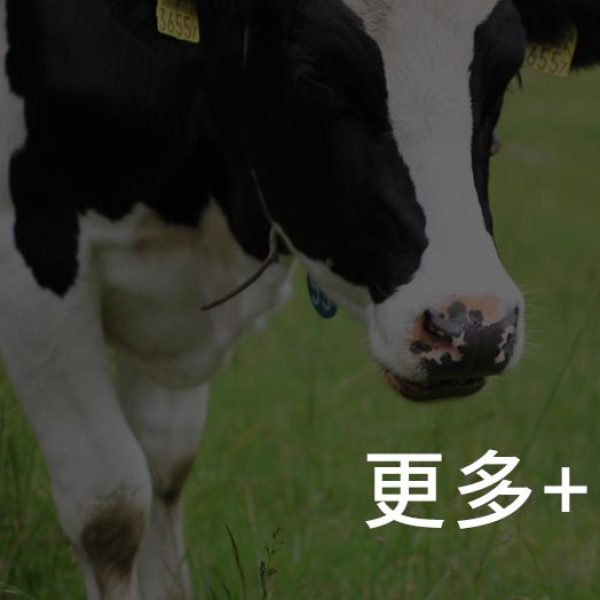 更多